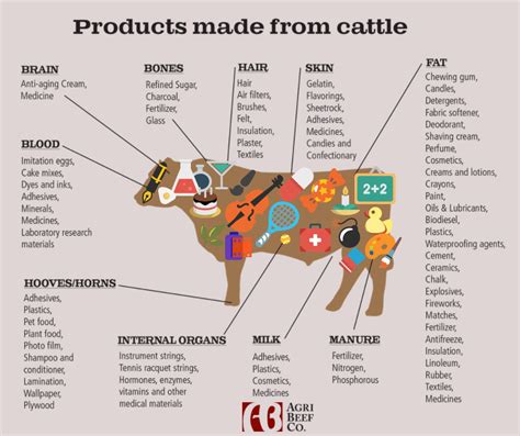 Solid waste includes edible and non-edible offal, hide and skin, dung, GIT contents, left over feed, hairs, bristles etc, whereas the liquid waste include. . Non edible byproducts of cattle